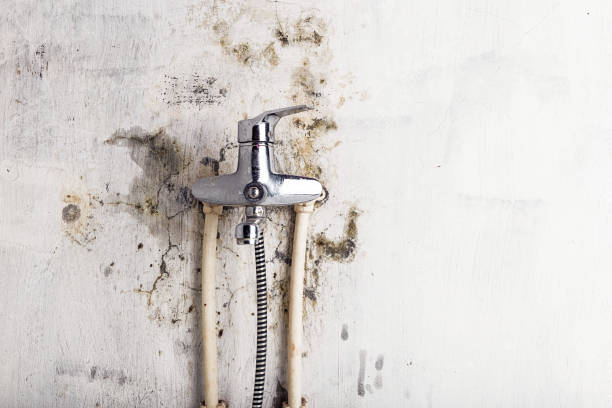 Best Fast Mold Removal  in Prescott, AZ