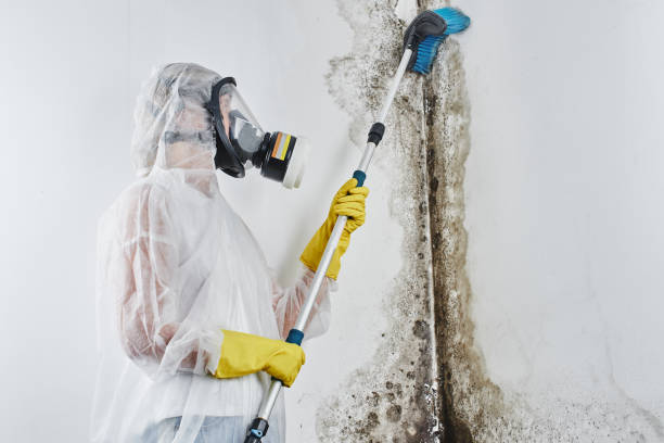 Mold Removal Process in Prescott, AZ