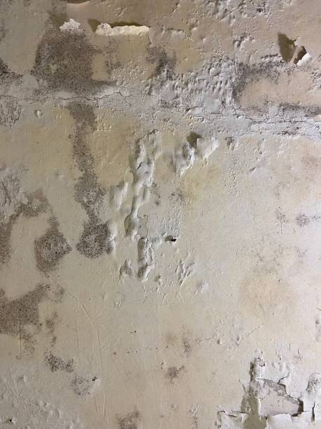 Best Attic Mold Removal  in Prescott, AZ