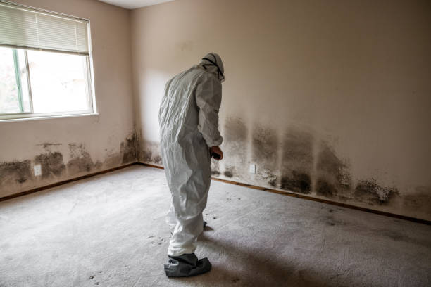 Best Black Mold Removal  in Prescott, AZ