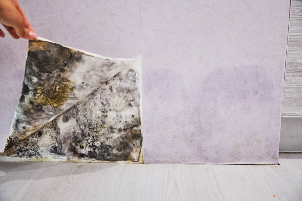 Reliable Prescott, AZ Mold Removal Solutions